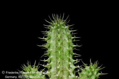Tavaresia angolensis Dornenbild (Tiefenschärfe) 001 – Asclepidarium