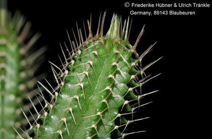 Tavaresia barklyi Dornenbild (Tiefenschärfe) 001 – Asclepidarium