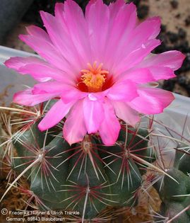 Thelocactus bicolor El Huizache 1 – Asclepidarium