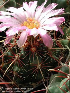 Thelocactus bicolor El Huizache 2 – Asclepidarium