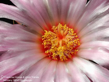 Thelocactus bicolor El Huizache 4 – Asclepidarium