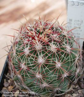 Thelocactus bicolor mapimiensis 1 – Asclepidarium