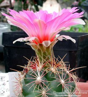 Thelocactus bicolor SB 563 (UT03,017) 2 – Asclepidarium