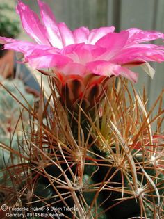 Thelocactus bicolor (sp. Haller Peru) 3 – Asclepidarium