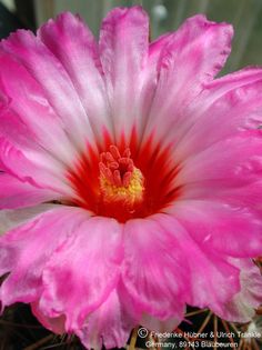 Thelocactus bicolor (sp. Haller Peru) 4 – Asclepidarium