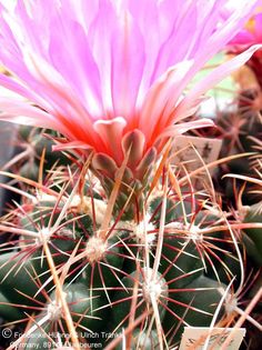 Thelocactus bicolor ssp commodus (UT02,034) 3 (PP) – Asclepidarium