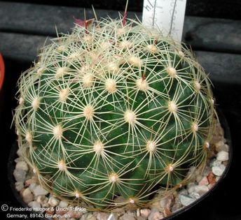 Thelocactus bicolor ssp flavidispinus (UT 02,096) – Asclepidarium