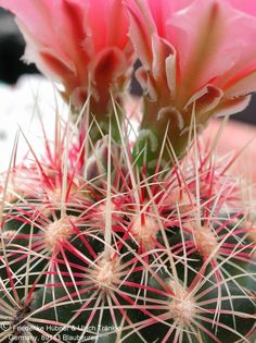 Thelocactus bicolor ssp flavidispinus (UT 02,097) 2 – Asclepidarium