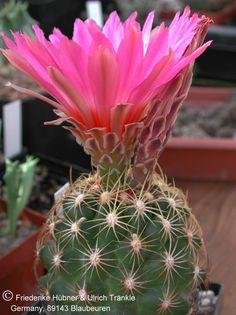 Thelocactus bicolor ssp schwarzii 1 – Asclepidarium