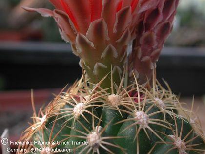Thelocactus bicolor ssp schwarzii 2 – Asclepidarium
