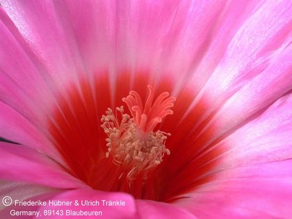 Thelocactus bicolor ssp schwarzii 4 – Asclepidarium