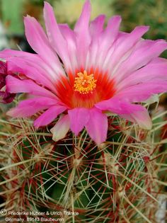 Thelocactus bicolor ssp tricolor 3 – Asclepidarium