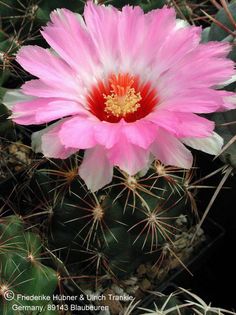 Thelocactus bicolor (UT03,018) 2 – Asclepidarium