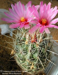 Thelocactus bicolor var bolaensis 2 (PP) – Asclepidarium