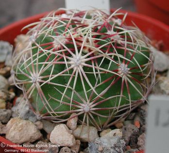 Thelocactus bicolor var pottsii (UT 02,098) – Asclepidarium