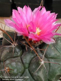 Thelocactus buekii forma PAN 280 (UT03,021) 3 – Asclepidarium