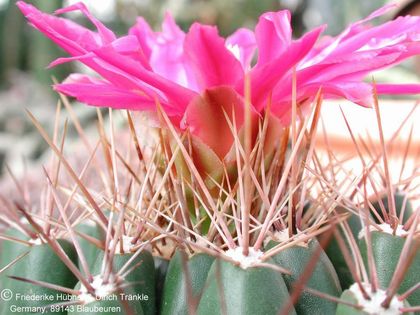 Thelocactus buekii ssp buekii 3 – Asclepidarium