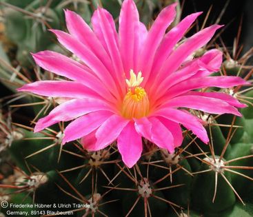 Thelocactus buekii ssp buekii 4 – Asclepidarium