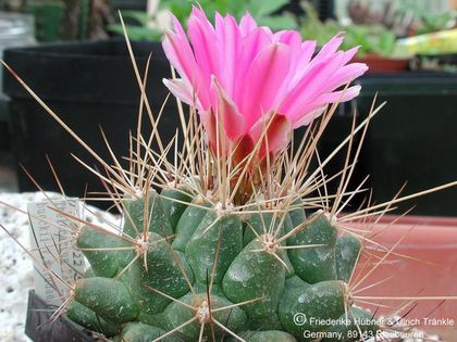 Thelocactus buekii ssp matudae PAN 76 Galeana (03,022) 2 – Asclepidarium