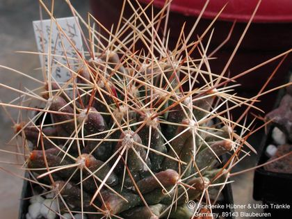 Thelocactus buekii ssp matudae Rayones 1 – Asclepidarium