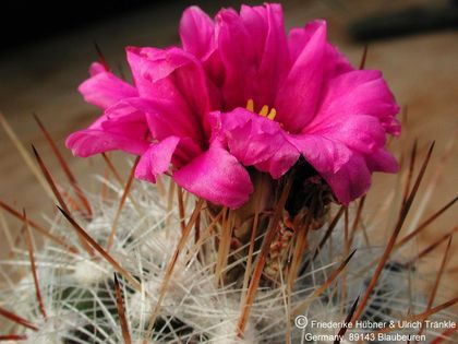 Thelocactus conothelos ssp argenteus (UT) 3(PP) – Asclepidarium