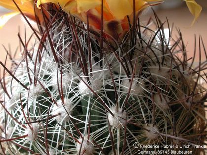 Thelocactus conothelos ssp aurantiacus 2 (PP) – Asclepidarium