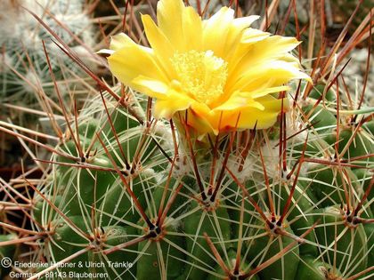 Thelocactus conothelos ssp aurantiacus (UT00,007) 2 – Asclepidarium