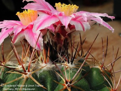 Thelocactus conothelos ssp conothelos (sausseri) (UT00,013) 3 (PP) – Asclepidarium