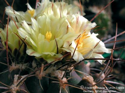 Thelocactus flavus (UT01,050) 4 – Asclepidarium