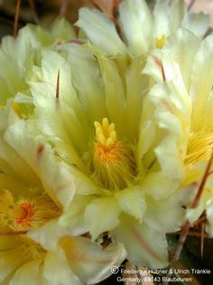 Thelocactus flavus (UT01,050) 5 – Asclepidarium