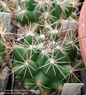 Thelocactus garciae (UT02,032) 1 – Asclepidarium
