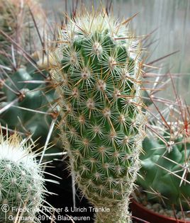 Thelocactus hastifer (UT00,009) 1 – Asclepidarium