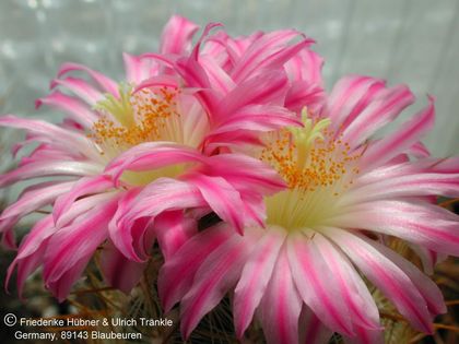 Thelocactus hastifer (UT00,009) 3 – Asclepidarium