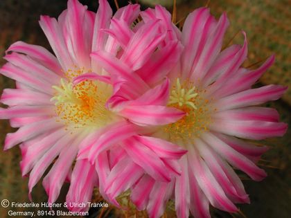 Thelocactus hastifer (UT00,009) 4 – Asclepidarium
