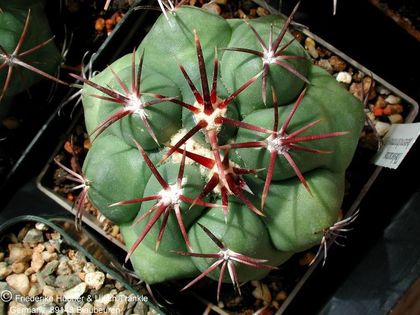 Thelocactus heterochromus 3 (PP) – Asclepidarium