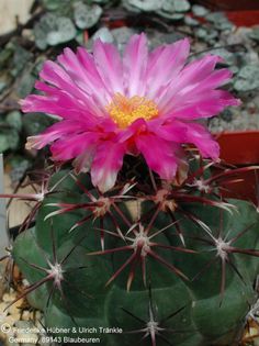 Thelocactus heterochromus 4 – Asclepidarium