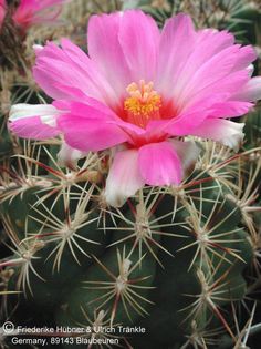 Thelocactus heterochromus var bolanis 1 – Asclepidarium