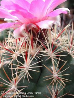Thelocactus heterochromus var bolanis 5 – Asclepidarium