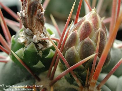 Thelocactus hexaedrophorus 4 – Asclepidarium