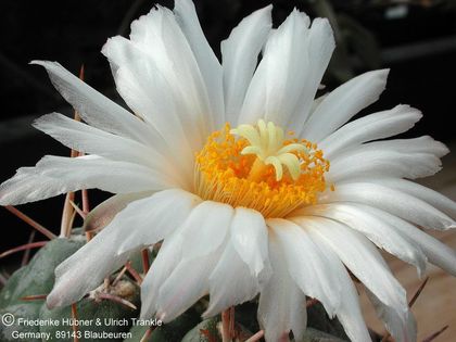 Thelocactus hexaedrophorus (PP) 1 – Asclepidarium