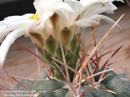 Thelocactus hexaedrophorus (PP) 3 – Asclepidarium