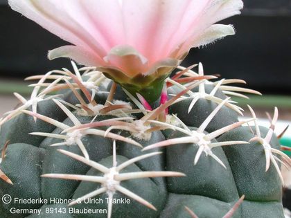 Thelocactus hexaedrophorus ssp kvetae 3 2 – Asclepidarium