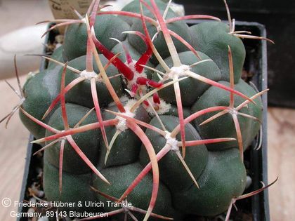 Thelocactus hexaedrophorus ssp kvetae 4 – Asclepidarium