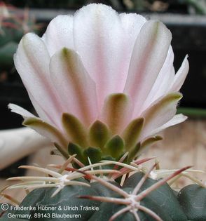 Thelocactus hexaedrophorus ssp kvetae 5 – Asclepidarium