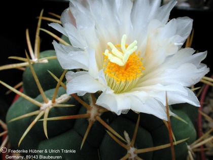 Thelocactus hexaedrophorus var lloydii 3 – Asclepidarium