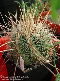 Thelocactus lausseri 10 – Asclepidarium