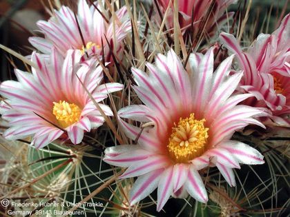 Thelocactus lausseri 5 (PP) – Asclepidarium