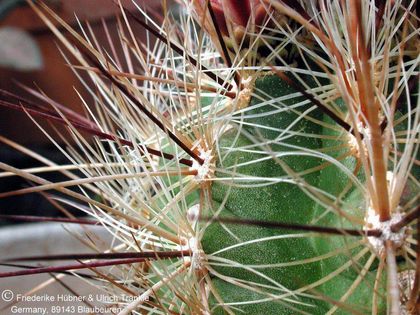 Thelocactus lausseri 7 (PP) – Asclepidarium