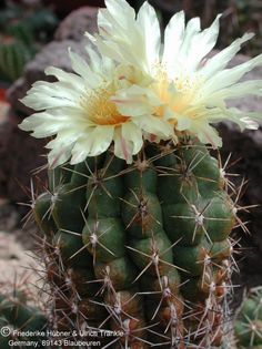 Thelocactus leucacanthus 2 – Asclepidarium
