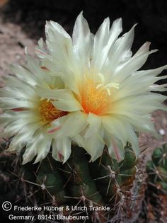 Thelocactus leucacanthus 3 – Asclepidarium